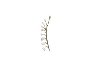 Lily of the Valley Fillers Spray